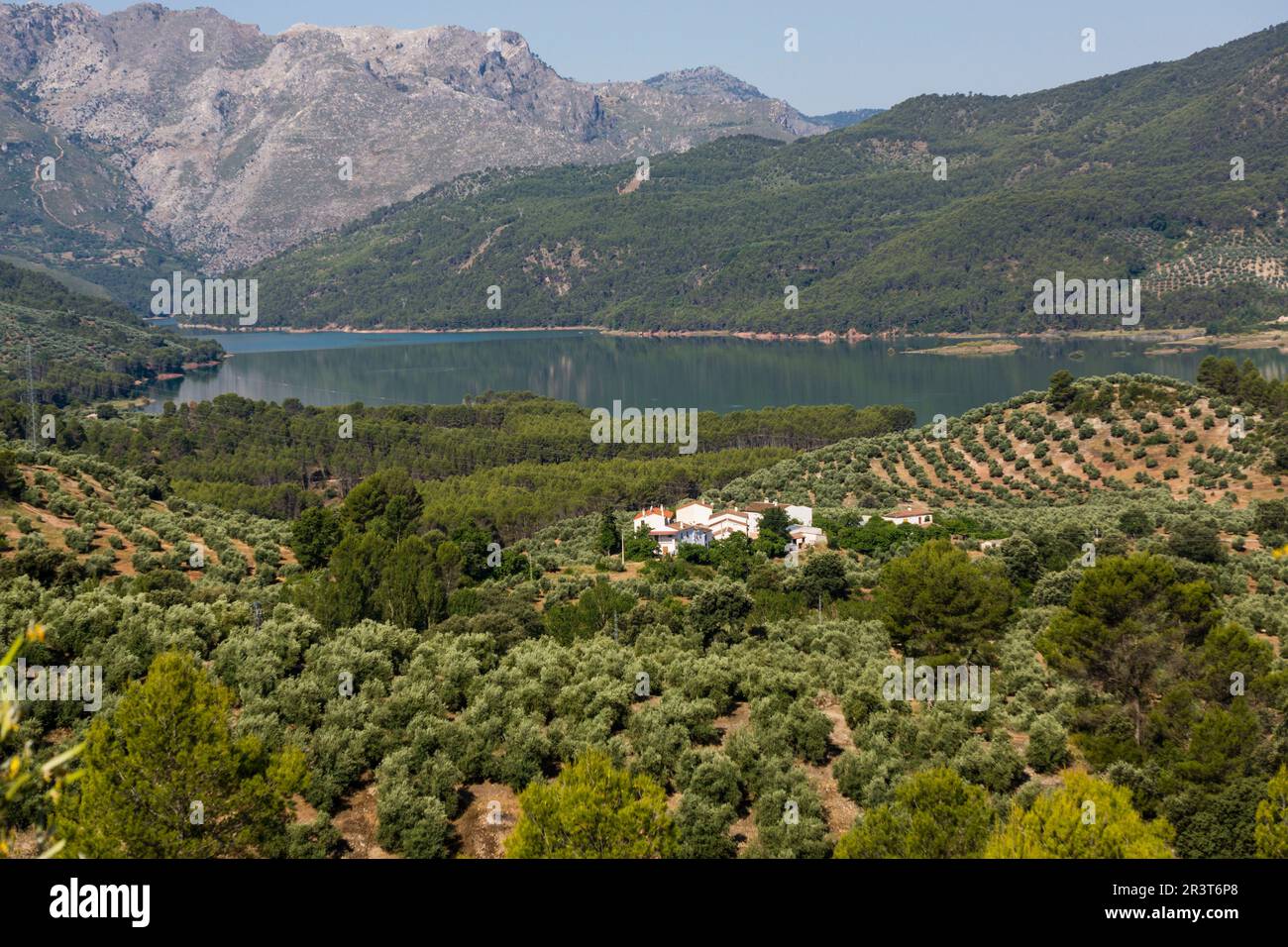 Olivar y embalse del Tranco, Hornos, Parque natural sierras de Cazorla, Segura y Las Villas, Jaen, Andalusia. Foto Stock