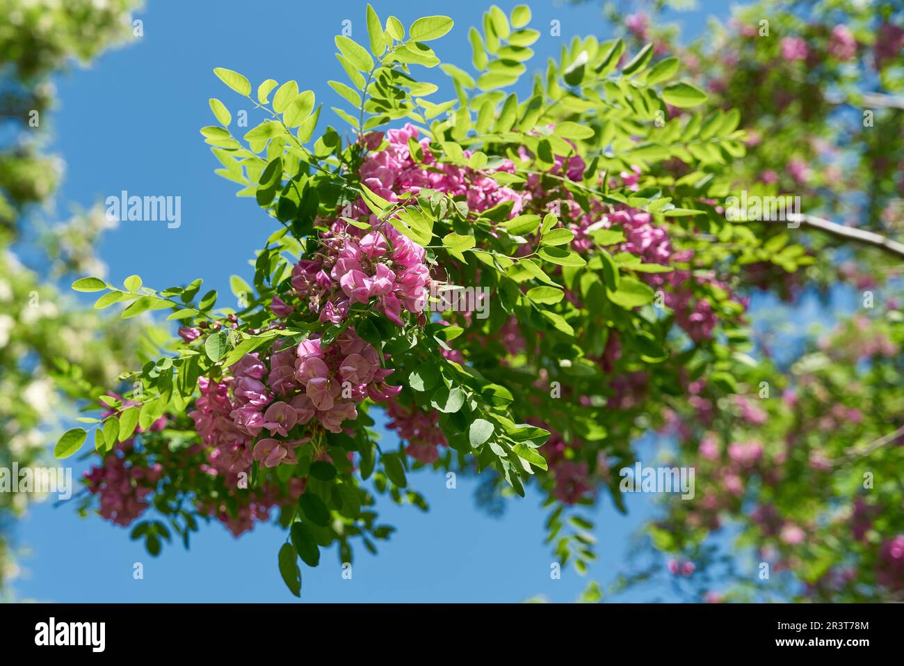 Robinia Robinia margaretta Casque Rouge in fiore rosa in un parco pubblico vicino a Berlino in primavera Foto Stock