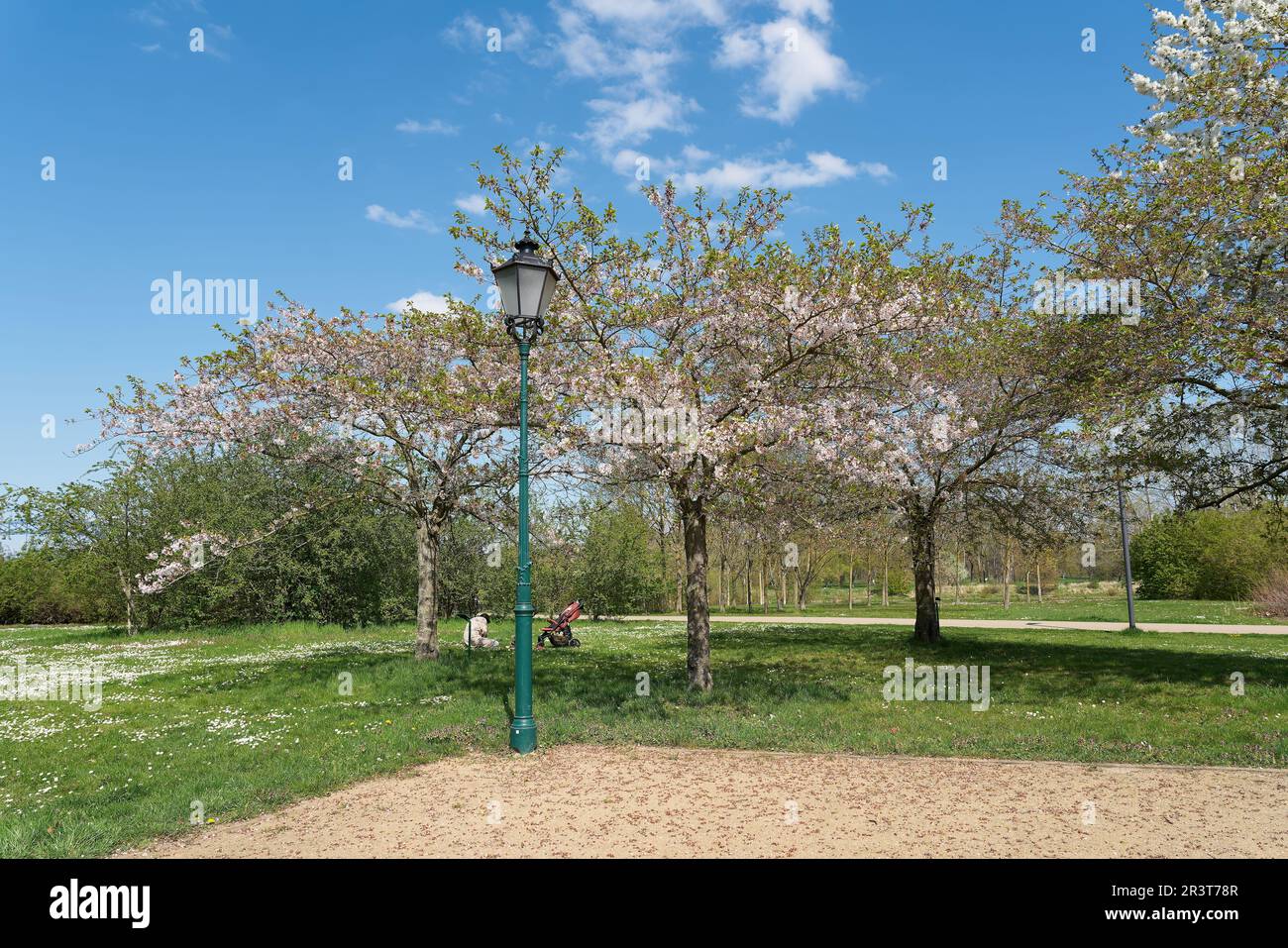 Alberi di ciliegio fioriti con bel tempo nel parco pubblico di Magdeburgo in primavera Foto Stock