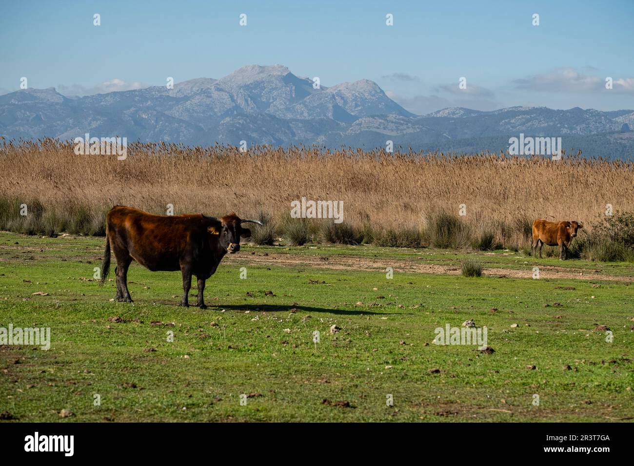 Amarador, albufera de mallorca, Maiorca, Isole Baleari, Spagna. Foto Stock