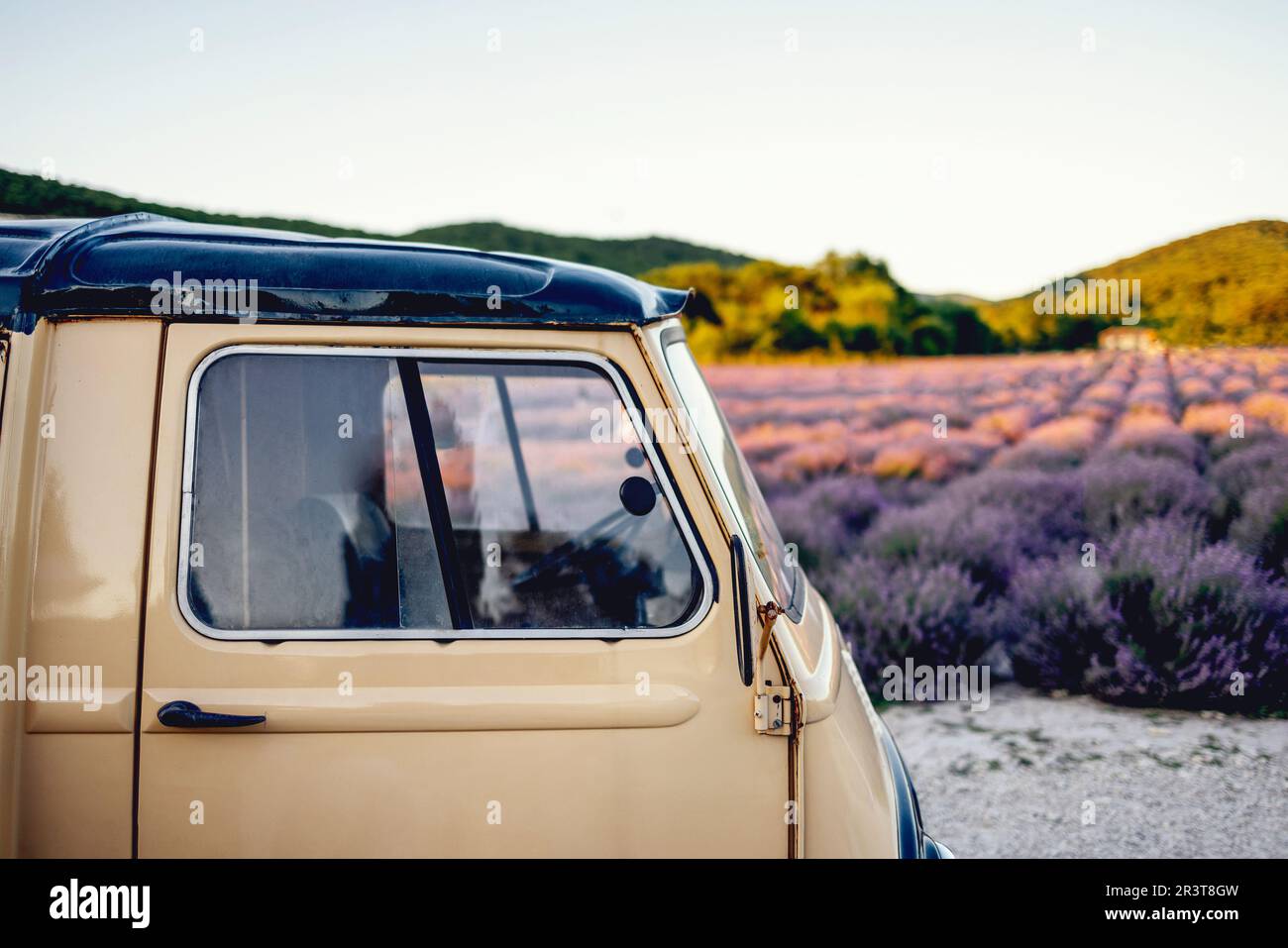 Campo di lavanda in estate giorno di sole con auto retrò sul primo piano. Foto Stock