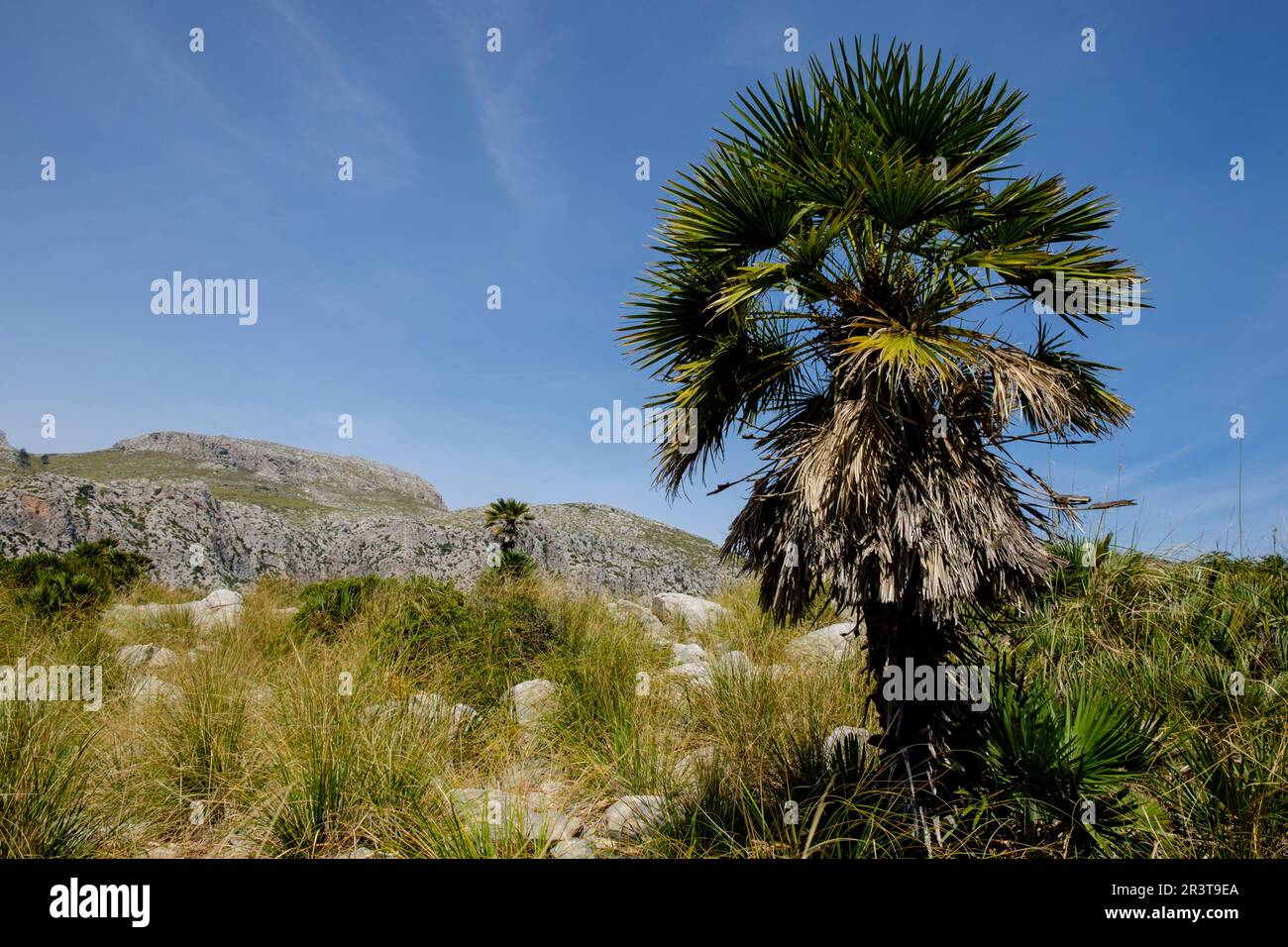 Palmito, chamaerops humilis, Finca Pública Galatzó, Calvia, Maiorca, isole Baleari, Spagna, Europa. Foto Stock