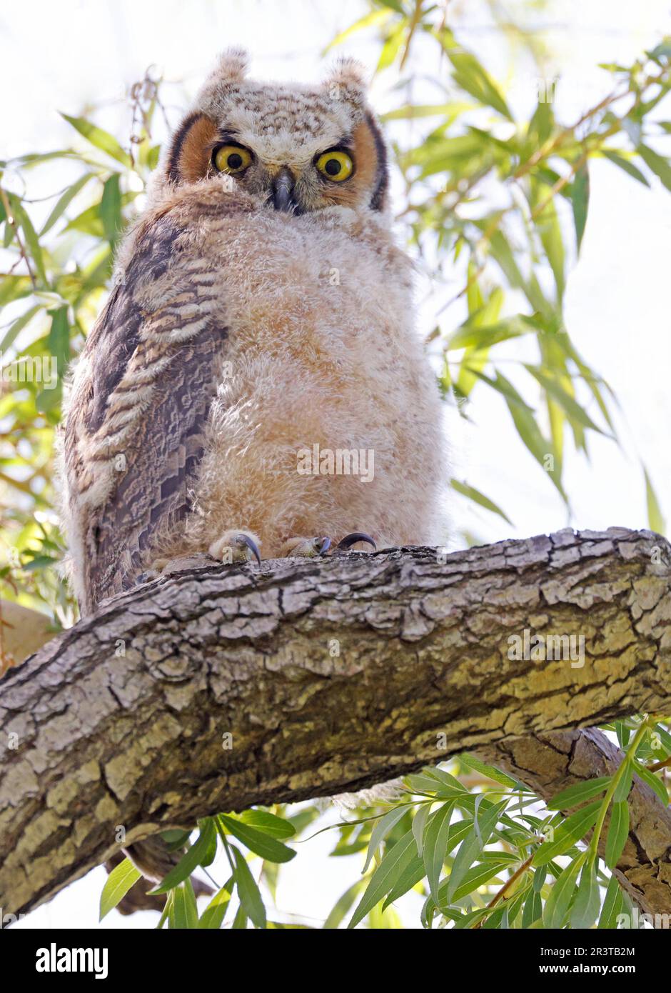 Cuccioli di gufo corno arroccato su un ramo di albero nella foresta, Quebec, Canada Foto Stock