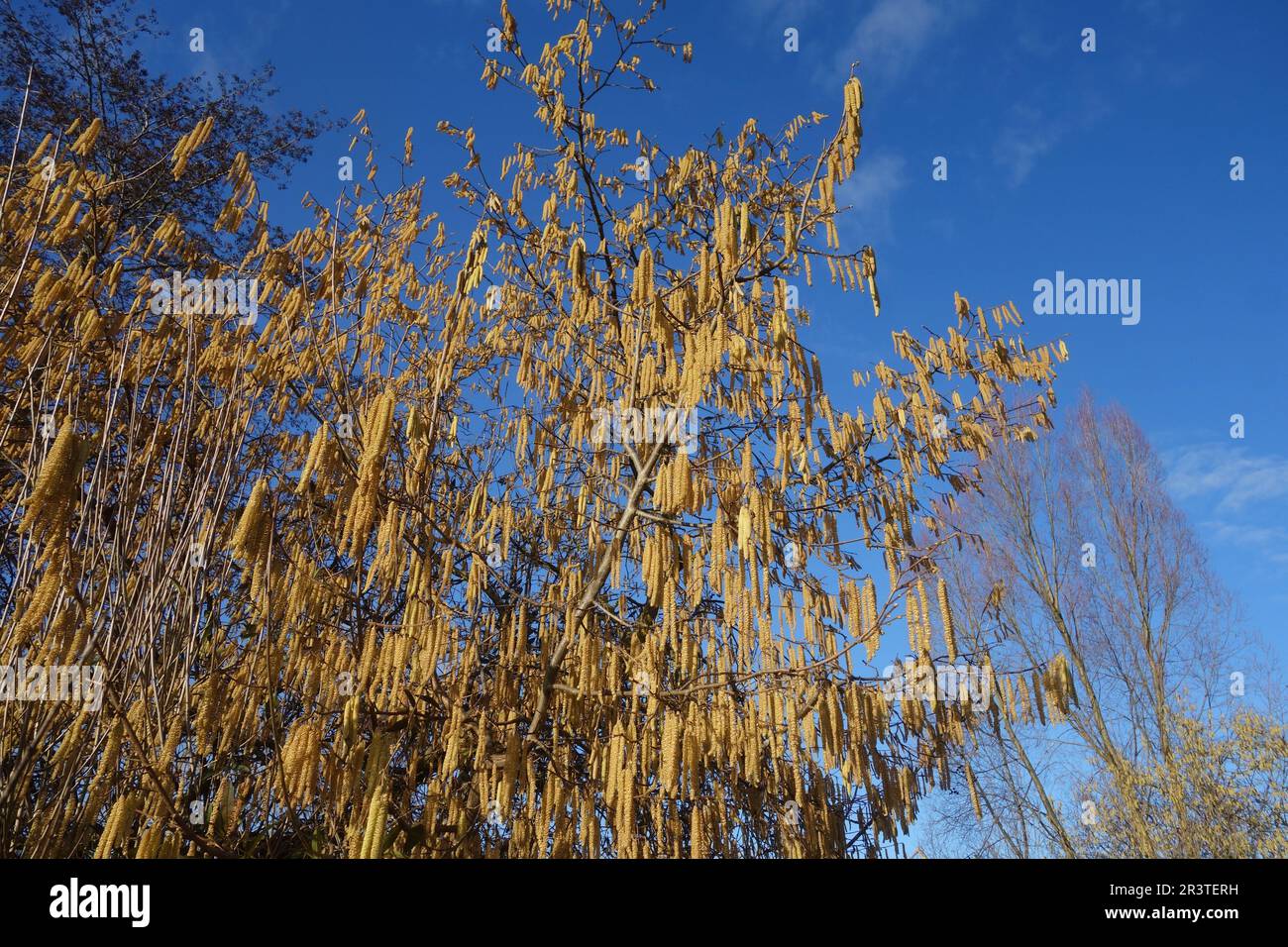 Corylus avellana, nocciolo Foto Stock
