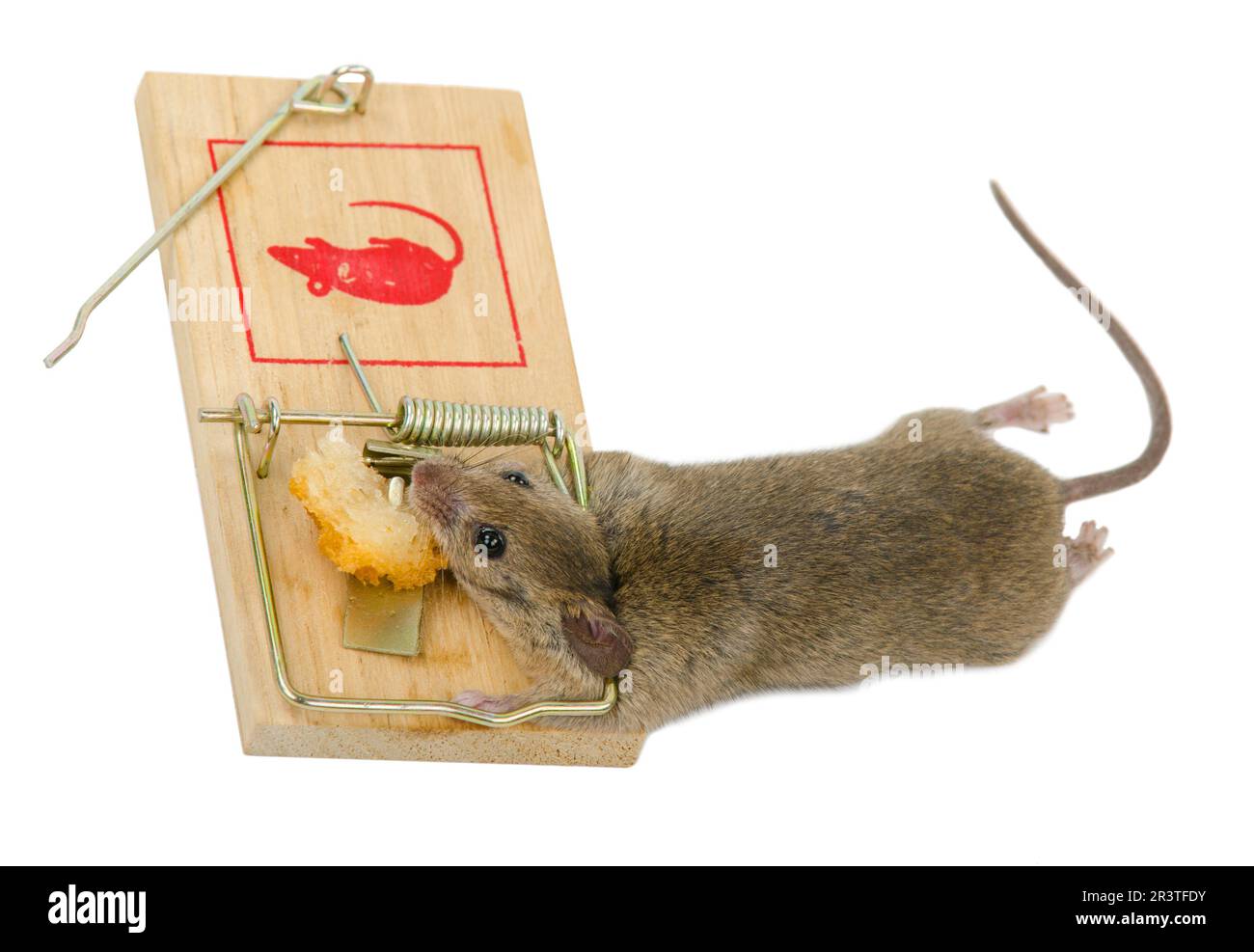 Il mouse in un mousetrap Foto Stock