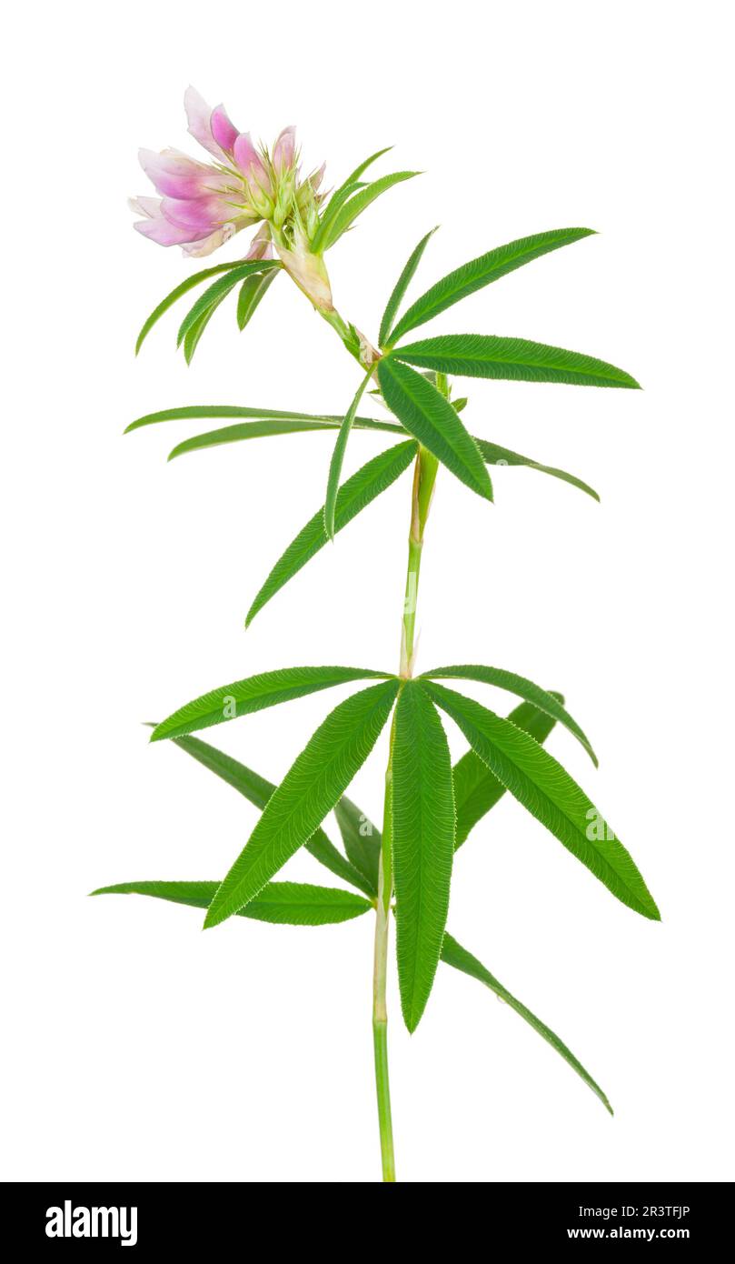 Pianta medicinale: Trifolio alpestre Foto Stock