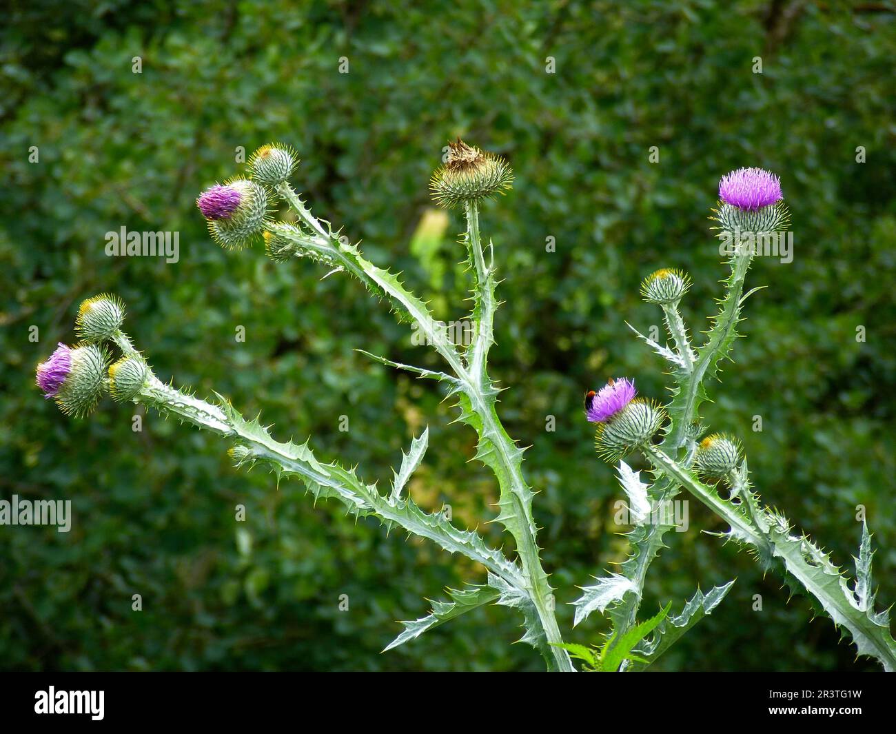 Pianta medicinale : Flowering beato del cardo, cardo di febbre, cardo di signora, cardo di guarigione, semi di signora o semi di prickly Foto Stock