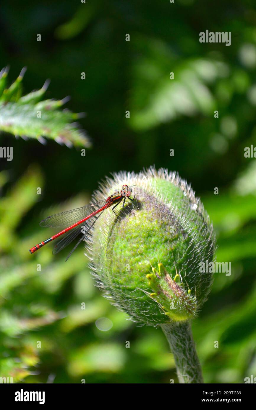 Libellula su gemma gigante papavero, prima (Adonis) libellula, Saremar Foto Stock