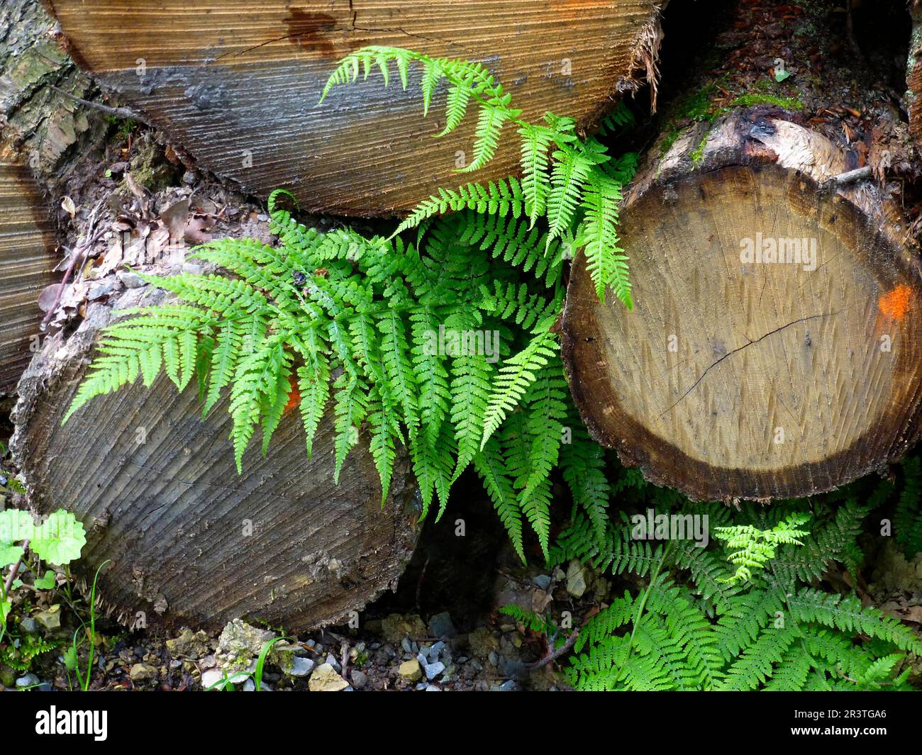 Negozio di legno con felce nella foresta Foto Stock