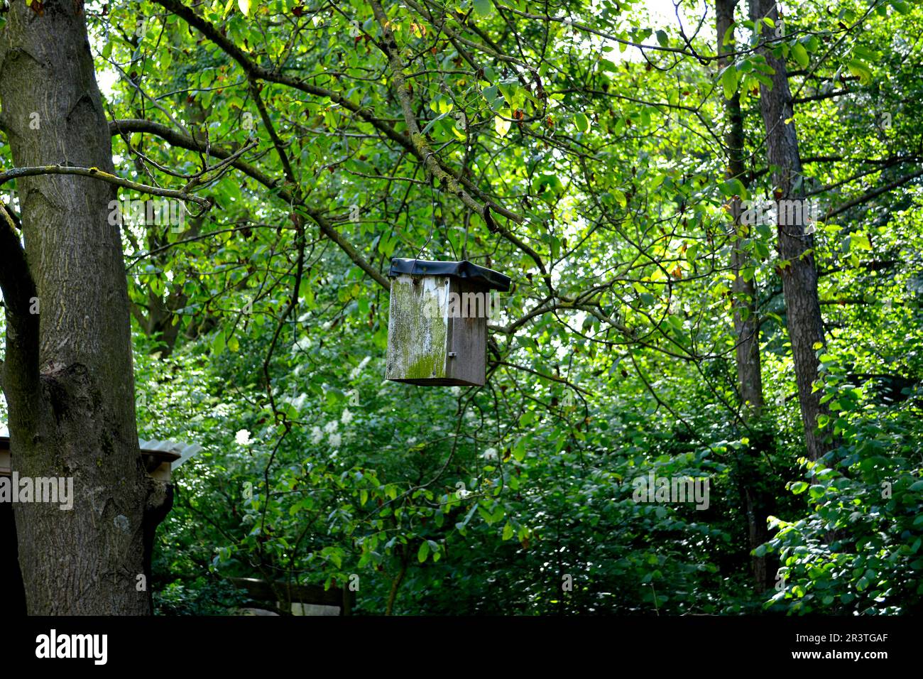 Bird Nest Box nel giardino naturale Foto Stock