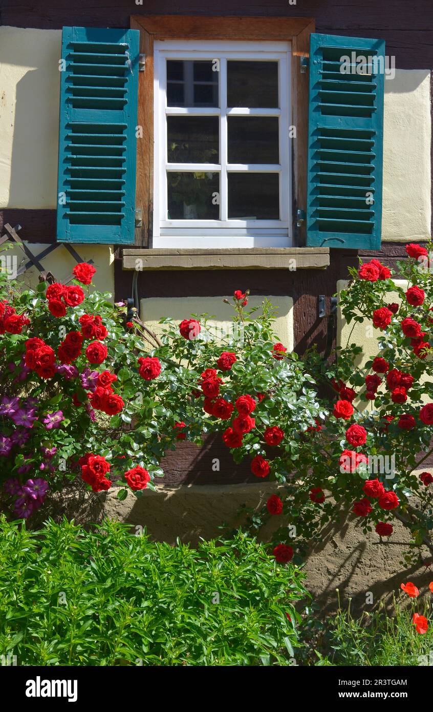 Rose rampicanti sulla parete della casa rosa rampicante rossa, rose rampicanti sulla finestra Foto Stock