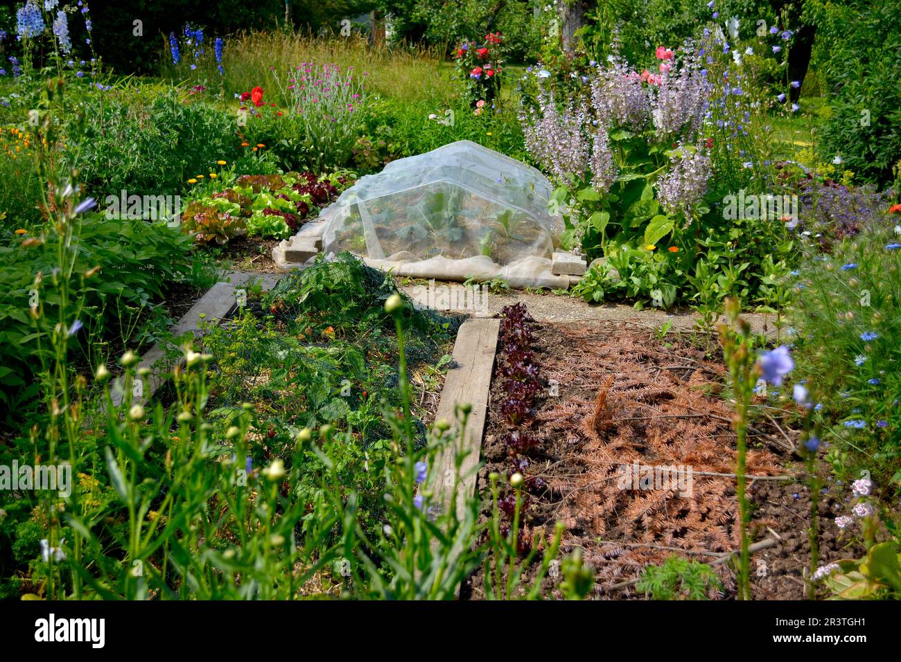 Orto con cornice fredda, giardino del cottage Foto Stock