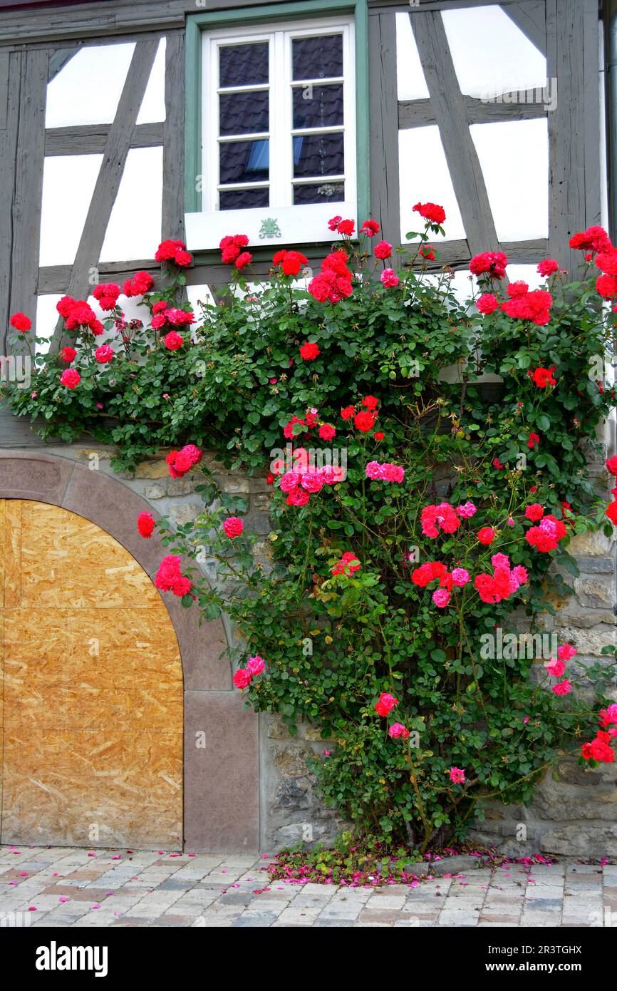 Rose rosse di arrampicata sulla casa a graticcio Foto Stock