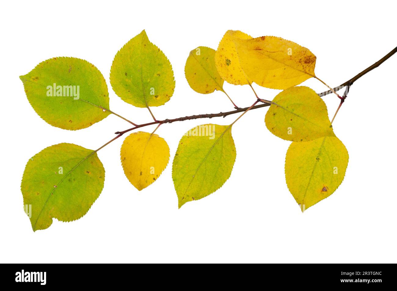 Ramo di un melo con foglie autunnali Foto Stock
