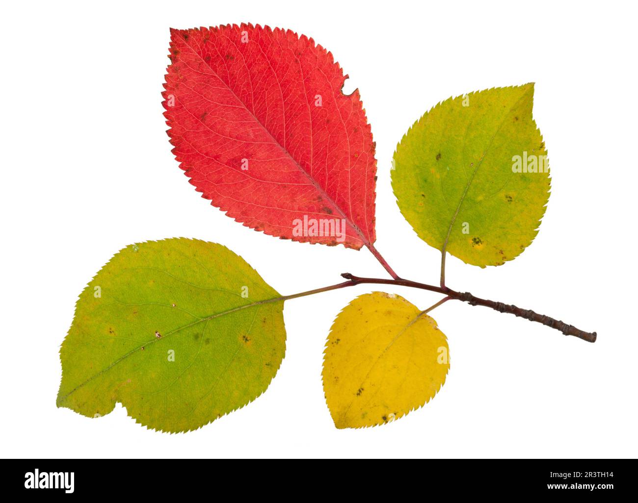 Ramo di un melo con foglie autunnali Foto Stock