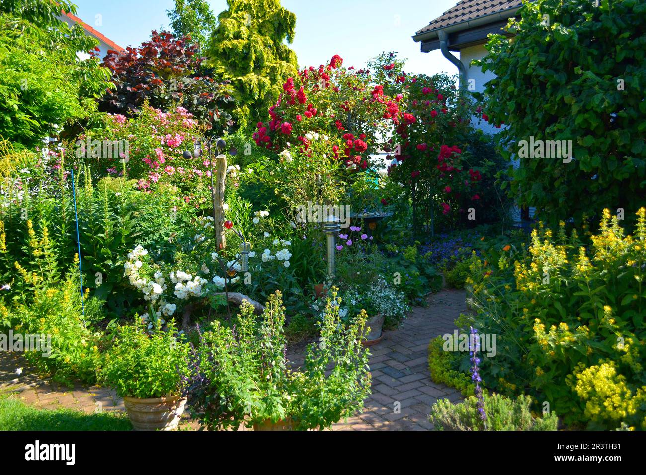 Rose rampicanti rosse in giardino Foto Stock