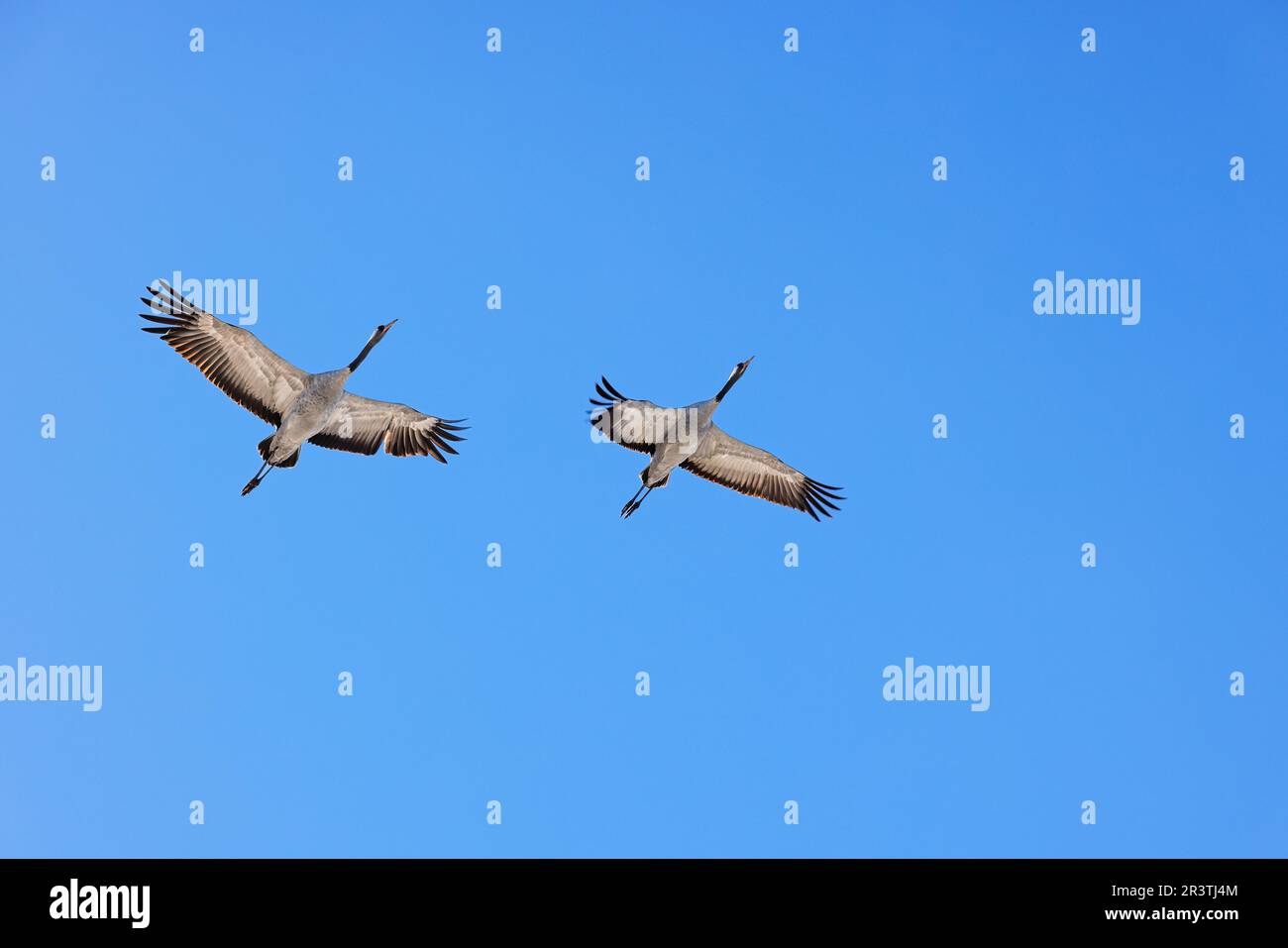 Coppia di gru che volano in un cielo blu chiaro vid Horborgasjoen i Sverige Foto Stock