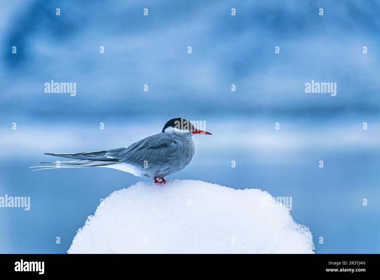 Terna artica (Sterna paradisaea) che riposa nella neve su Artico, Svalbard, Spitsbergen, Norvegia Foto Stock