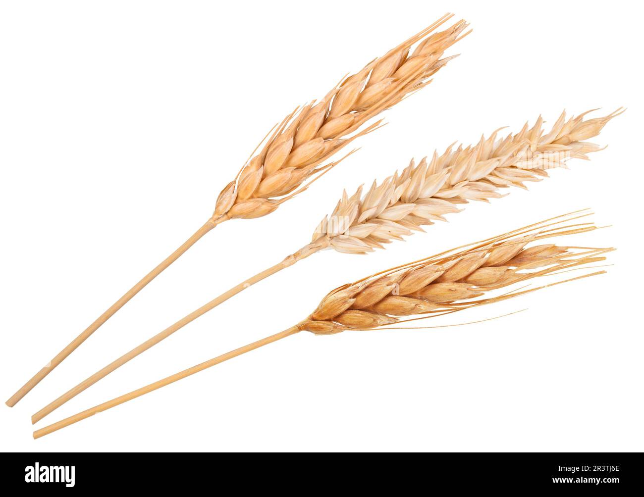 Spighe di grano Foto Stock