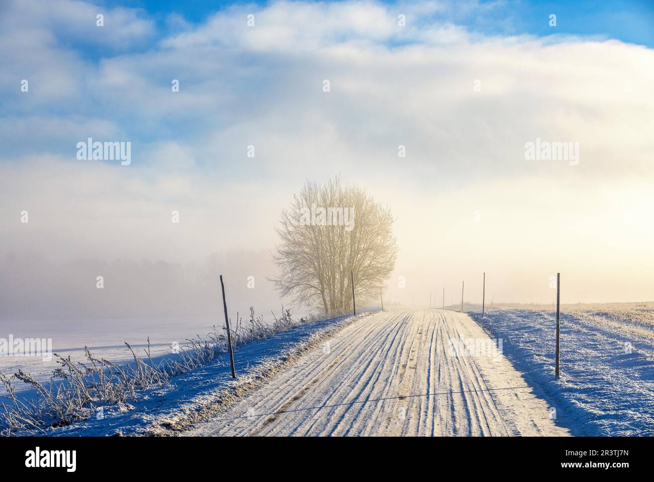 Strada di campagna invernale scivolosa con neve e bastoncini di neve in un paesaggio nebbioso in Svezia Foto Stock