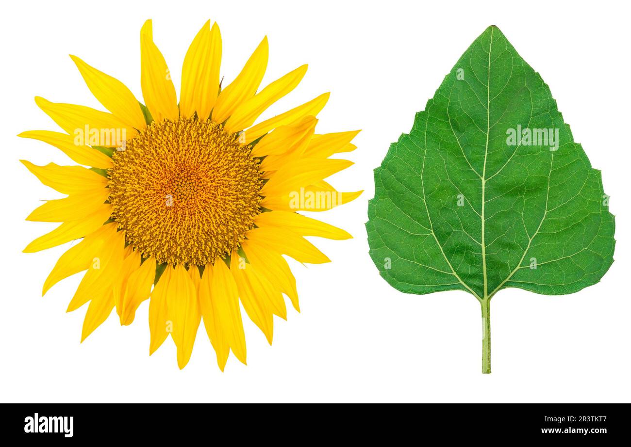 Girasole e foglia verde Foto Stock