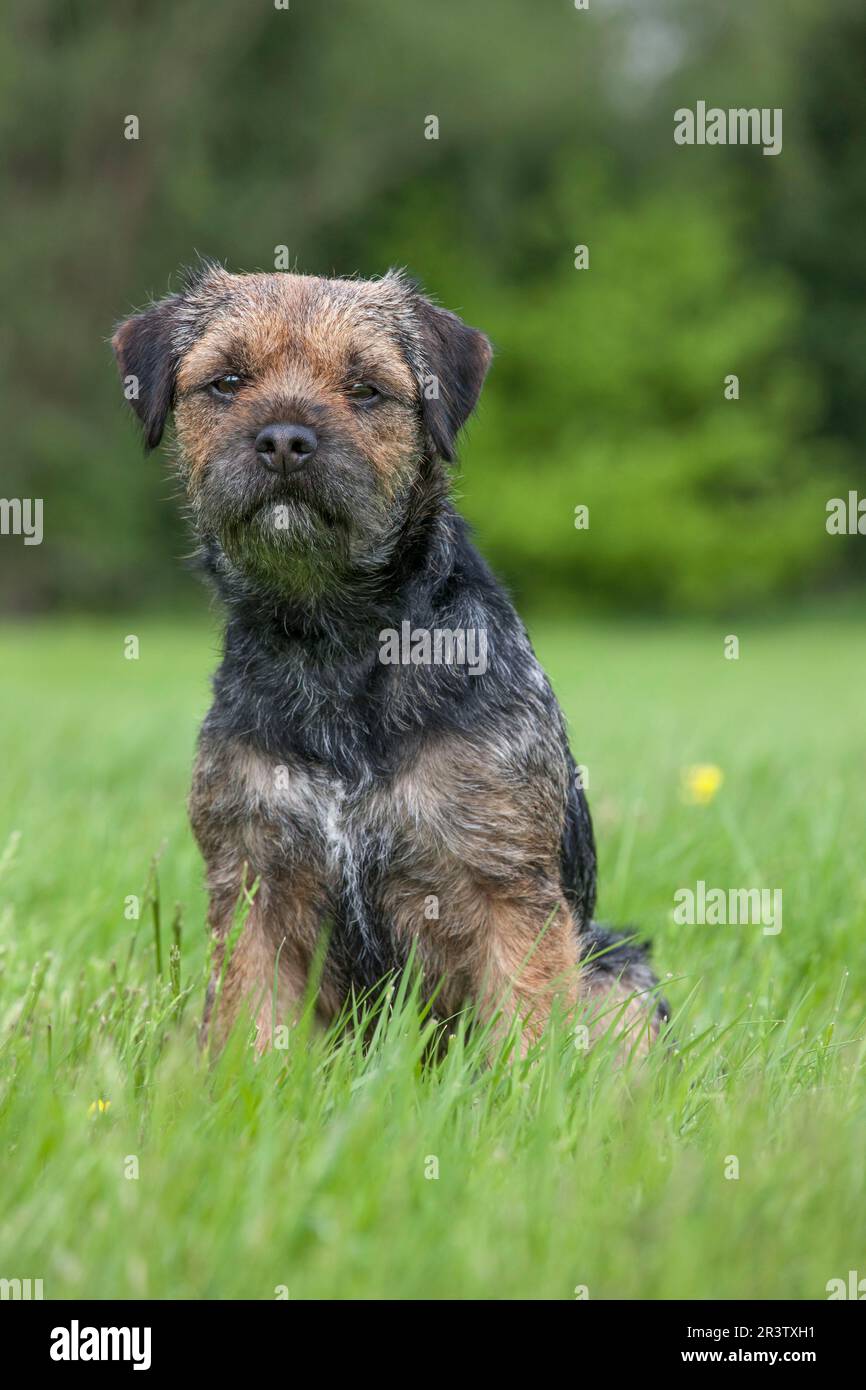 Border terrier Foto Stock