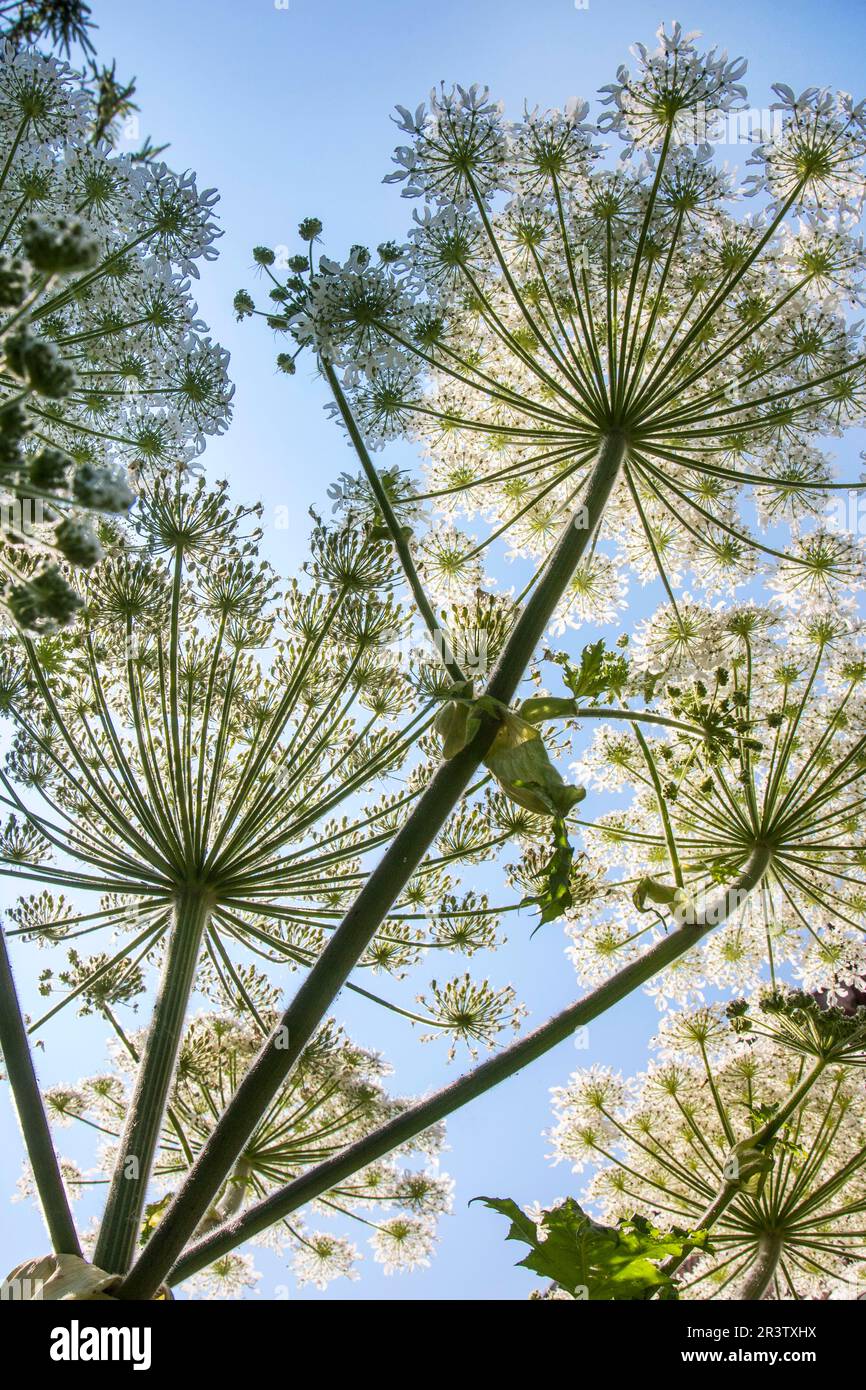 L'erba gigante, il mantegazzianum di Heracleum, l'erbaccia di Hercules Foto Stock