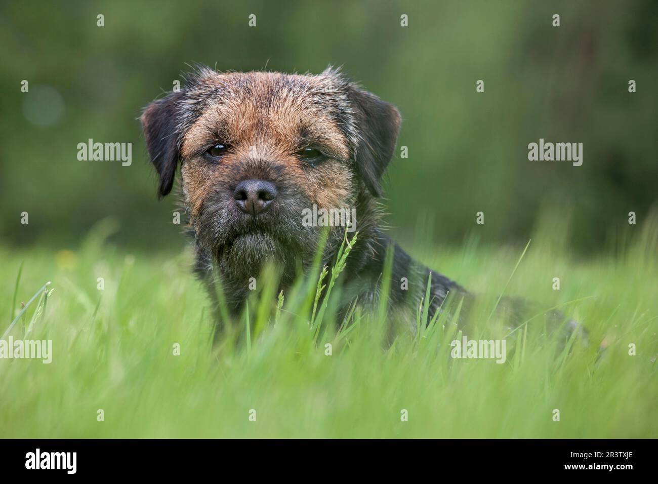 Border terrier Foto Stock