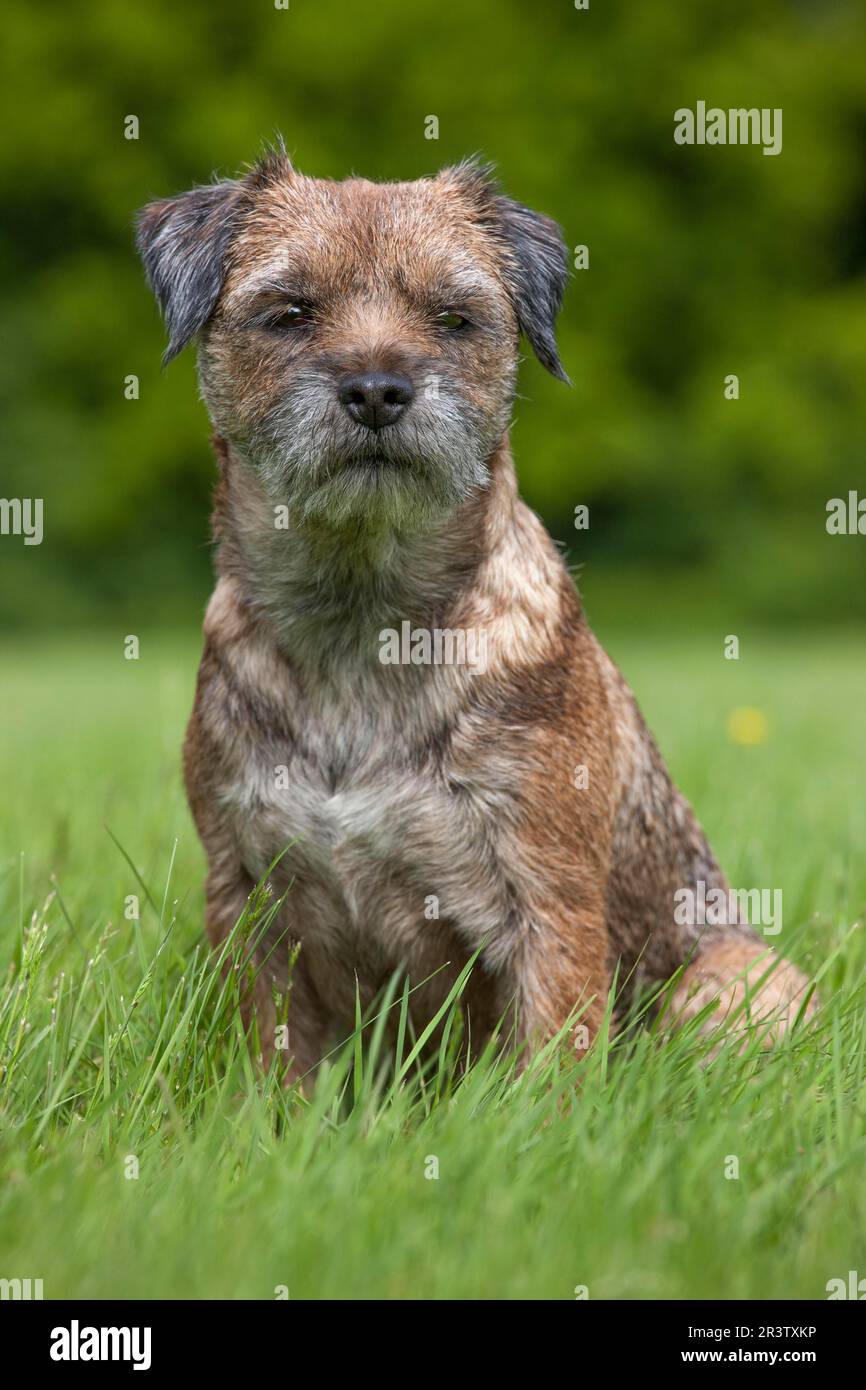 Border terrier Foto Stock