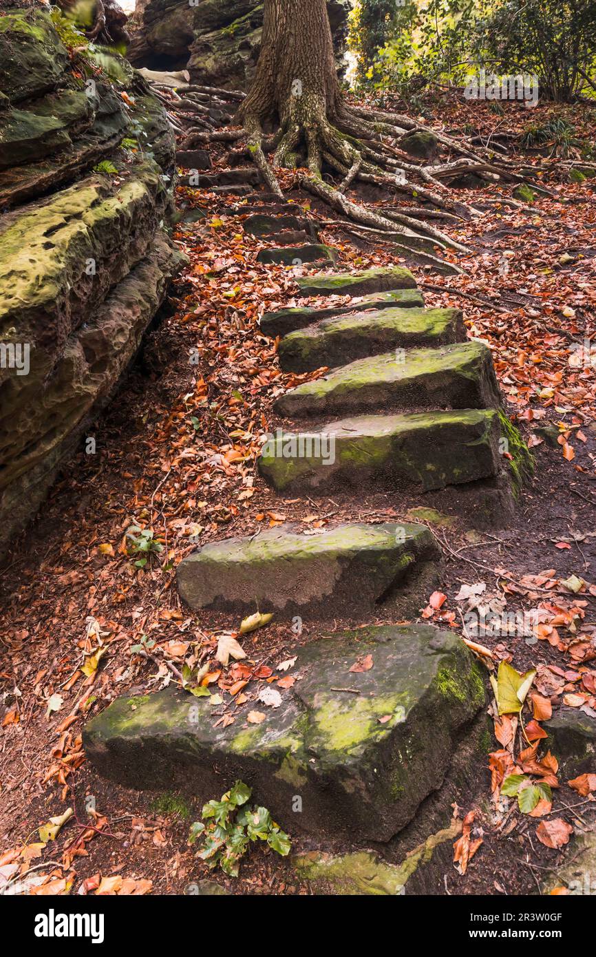 Teclemburgo, cucina strega, scale in pietra, radici di alberi, Renania settentrionale-Vestfalia Foto Stock