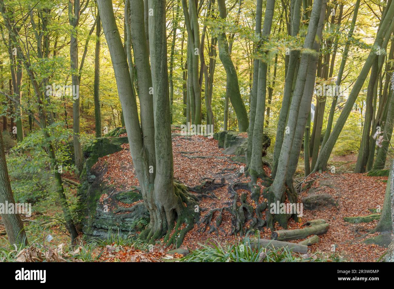 Tecklenburg, cucina delle streghe, foresta decidua, Tecklenburger Land, Renania settentrionale-Vestfalia Foto Stock