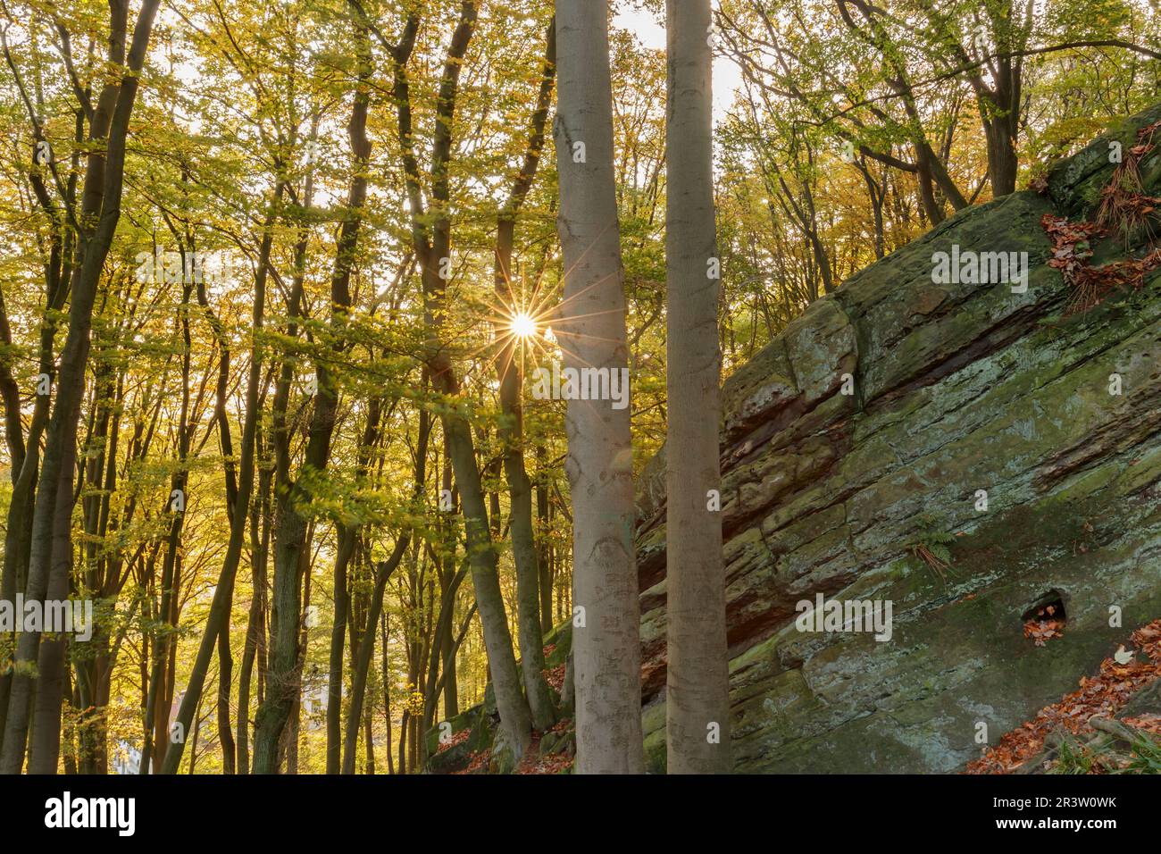 Tecklenburg, cucina delle streghe, foresta decidua con rocce, Tecklenburger Land, Renania settentrionale-Vestfalia Foto Stock