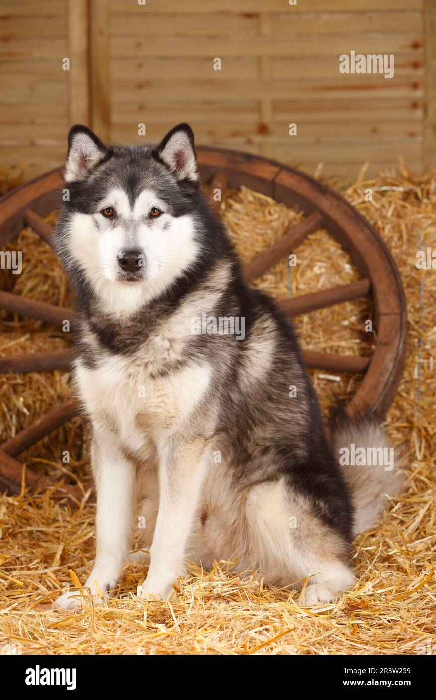 Alaskan Malamute Foto Stock