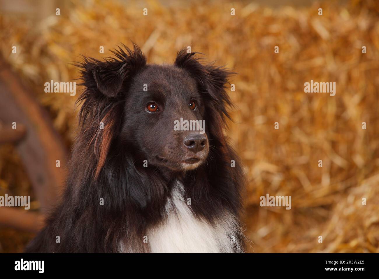 Sheltie, maschio, bianco e nero, Shetland Sheepdog, vecchio cane Foto Stock