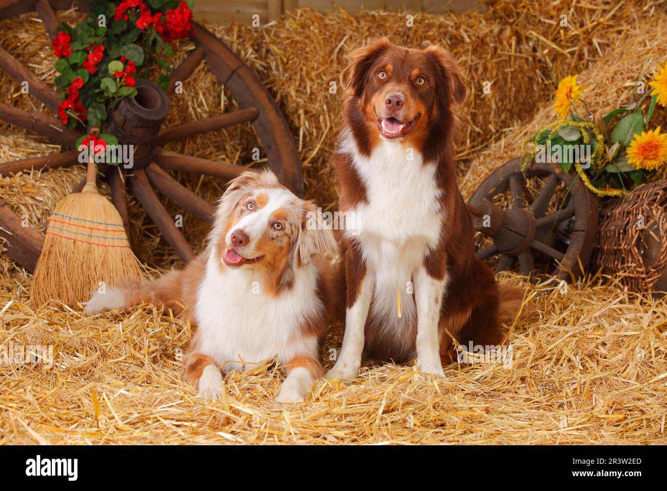 Pastore Australiano, maschi, rosso-tri e rosso-merle Foto Stock