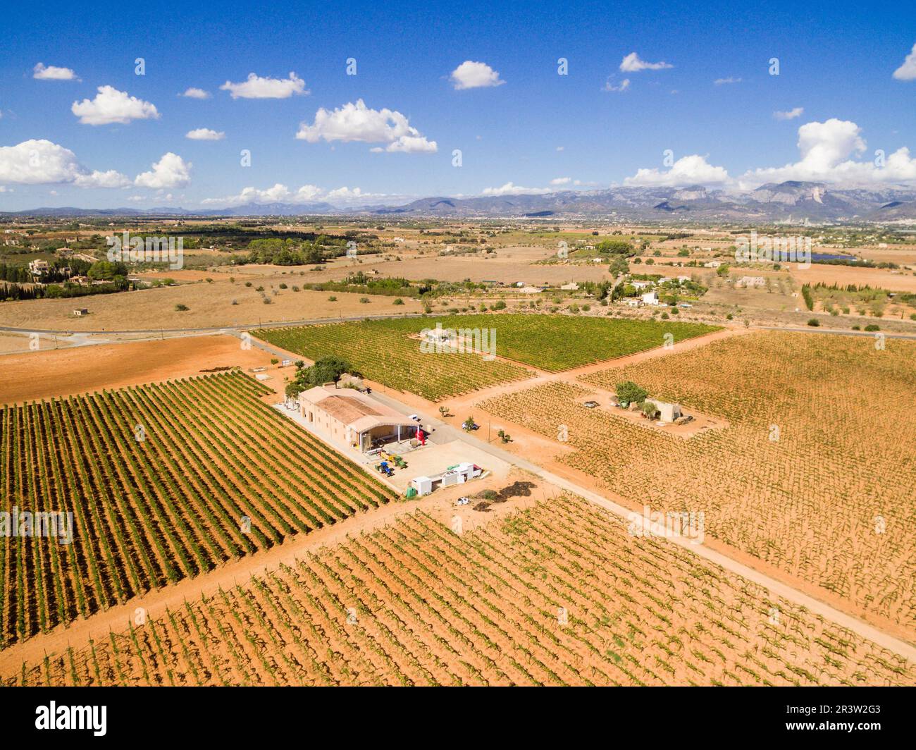 Vigneto Foto Stock