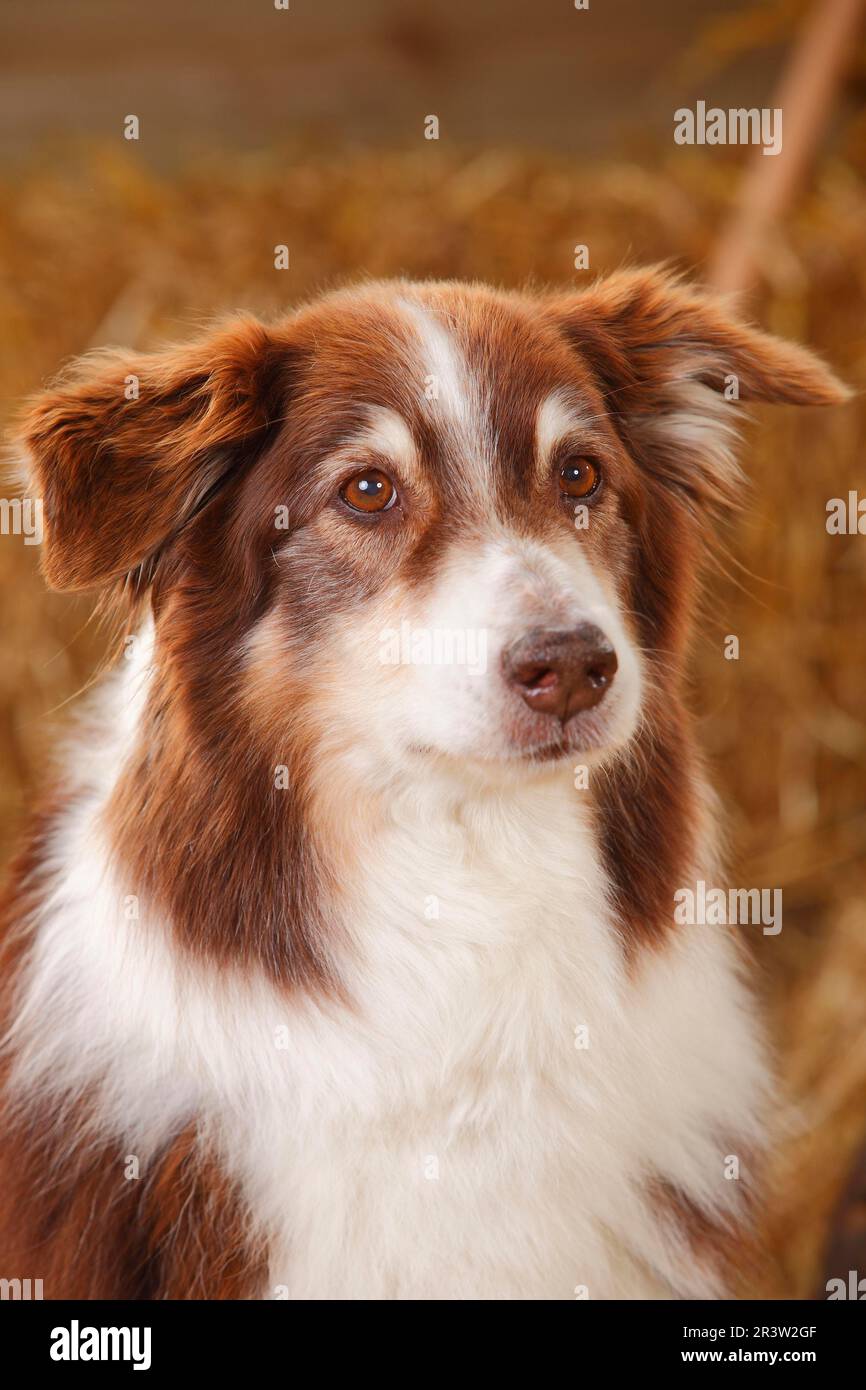 Pastore Australiano, maschio, rosso-tri, 12 anni, vecchio cane Foto Stock