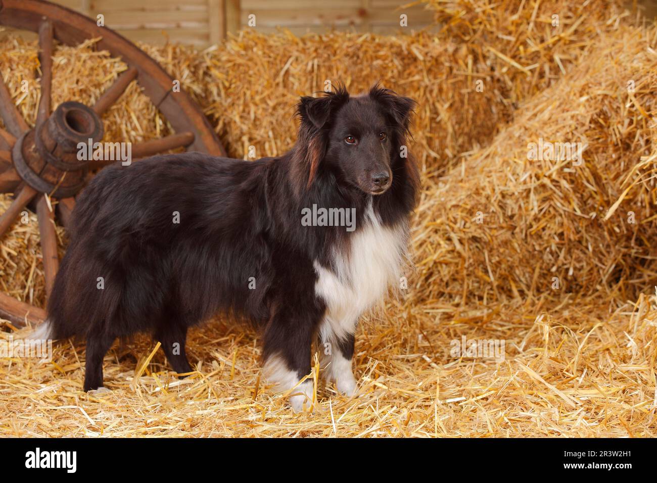 Sheltie, maschio, bianco e nero, Shetland Sheepdog, vecchio cane Foto Stock