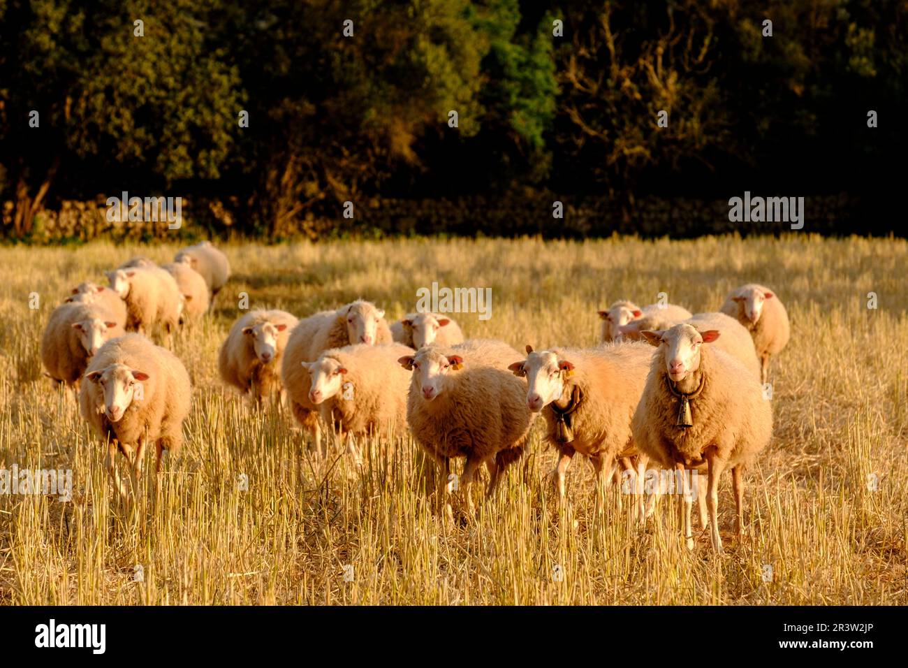 Pecora di Maiorca Foto Stock