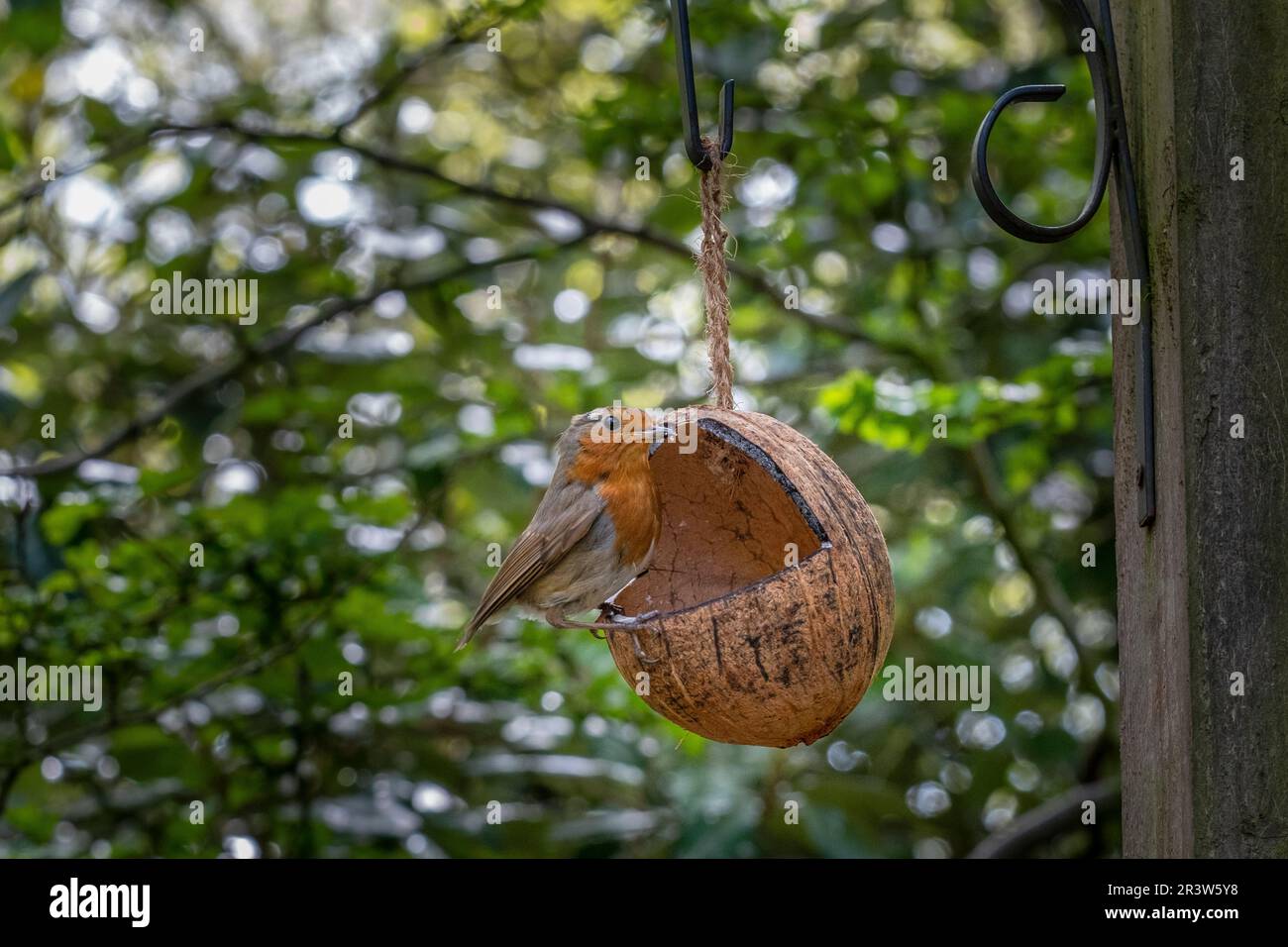 Un toatty che osserva Robin che raccoglie il cibo per i relativi pulcini. Foto Stock