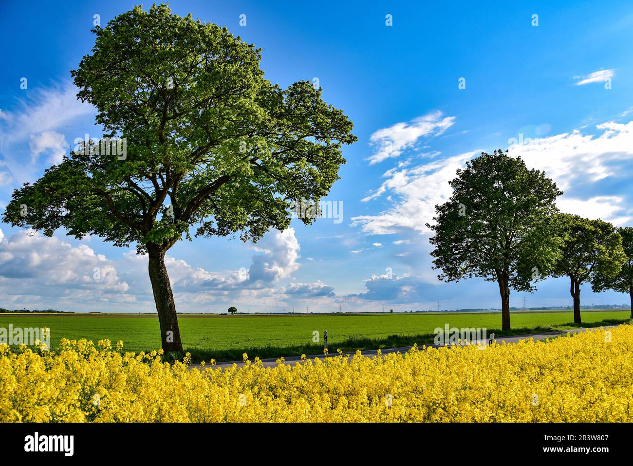 Campo di colza in fiore, Baviera, Germania, Europa Foto Stock