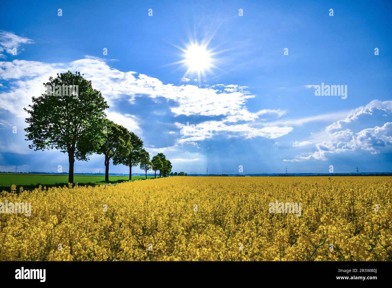 Fioritura del campo di colza contro la luce, raggi di sole, Baviera, Germania, Europa Foto Stock