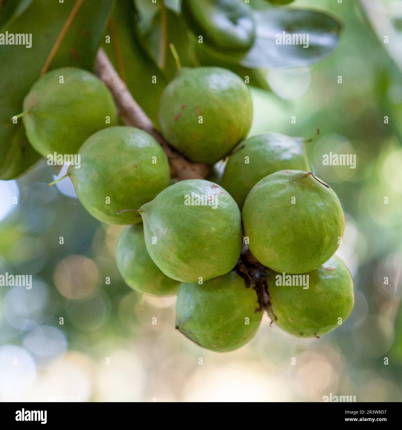 Noci di macadamia crude fresche sull'albero in Thailandia. Foto Stock