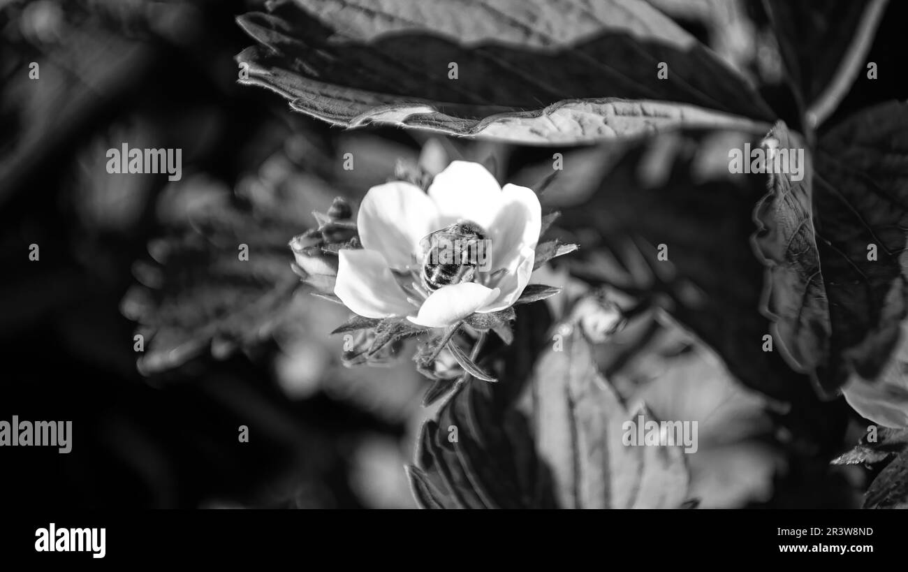 Fiori di fragola in giardino, foto in bianco e nero Foto Stock