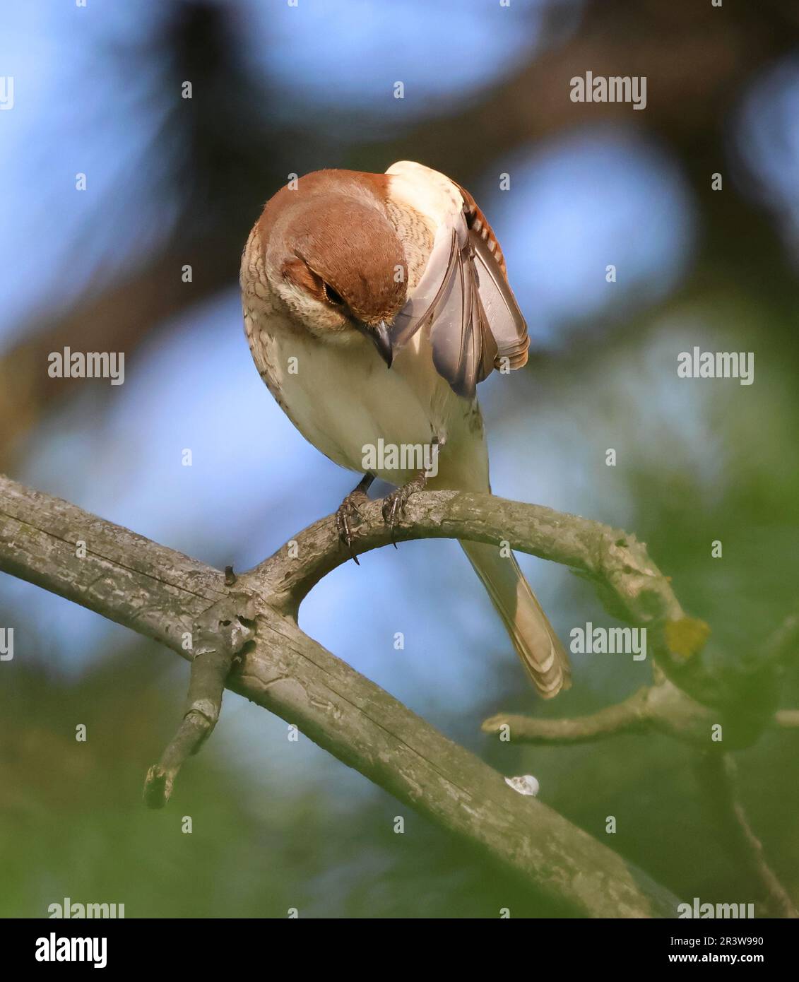 Una donna di colore rosso sosteneva Shrike (Lanius collurio) in Bulgaria Foto Stock