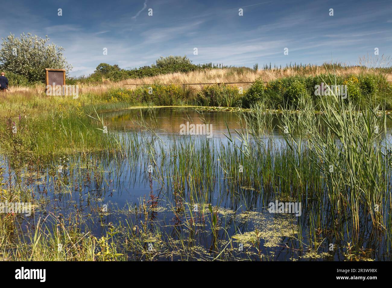 Oppenweher Moor, stagno paesaggio nel mese di luglio Foto Stock