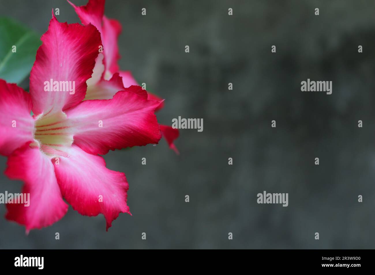 Bel fiore rosso Adenium Obesum per sfondo Foto Stock