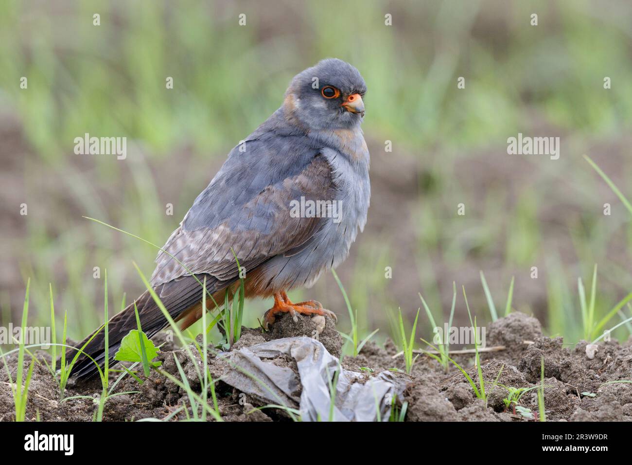 Falcon a piedi rossi (Falco vescentius), vista laterale di un maschio 2nd° in piedi sul terreno, Campania, Italia Foto Stock