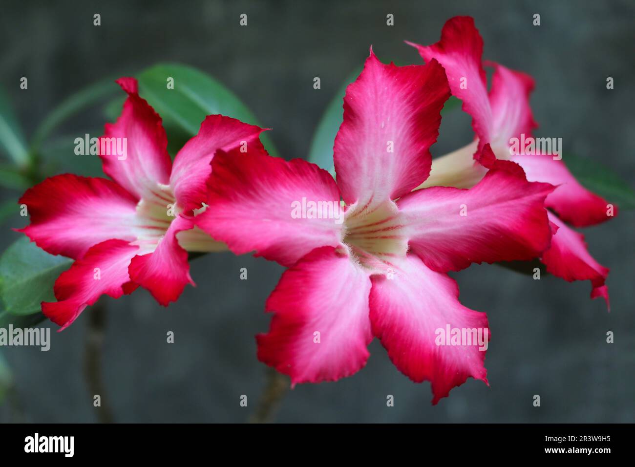 Bellissimi fiori rossi di Adenium Obesum Foto Stock