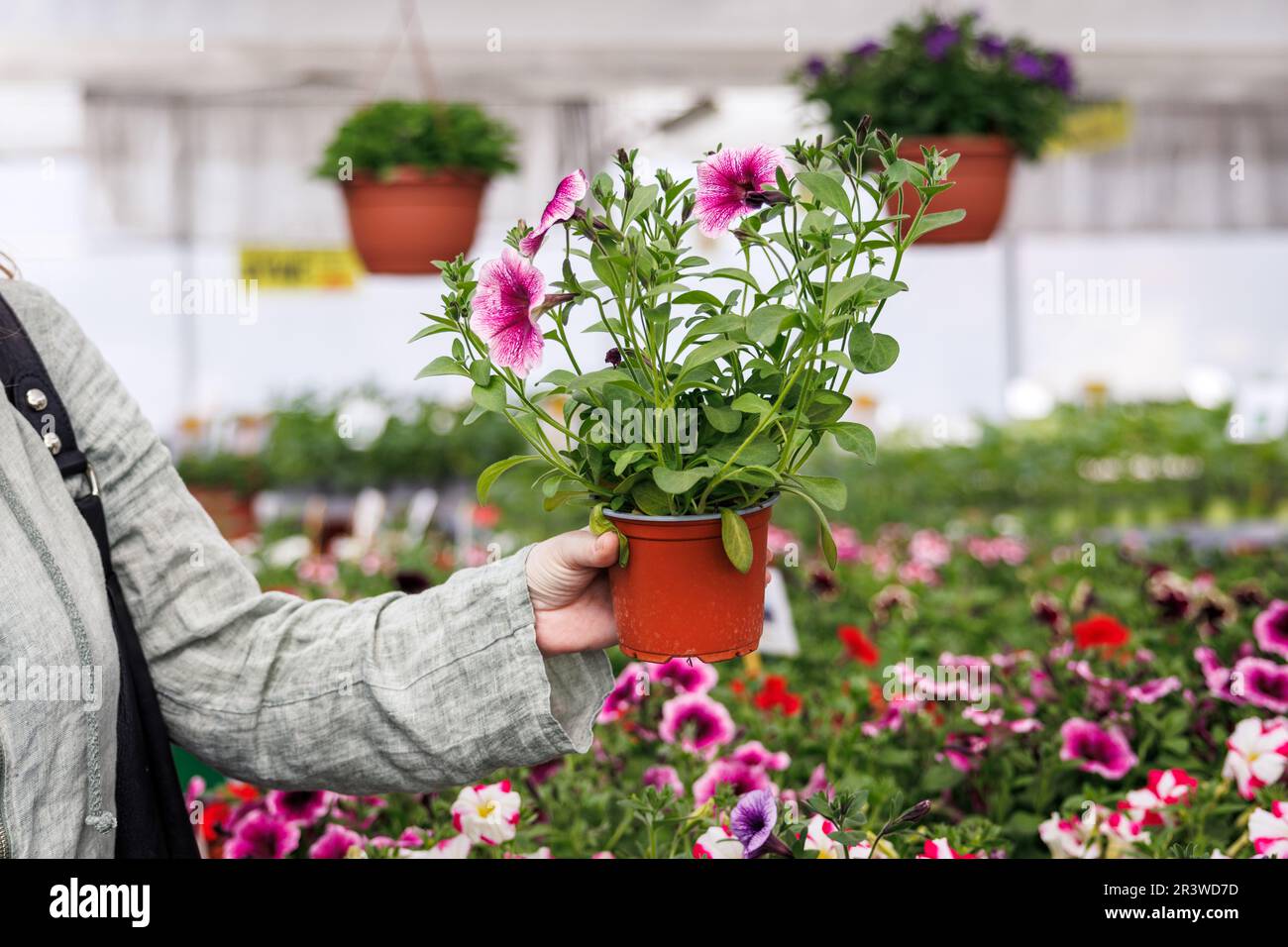 Donna shopping fiori calibrachoa nel centro giardino. Impianto ibrido di petunia Foto Stock